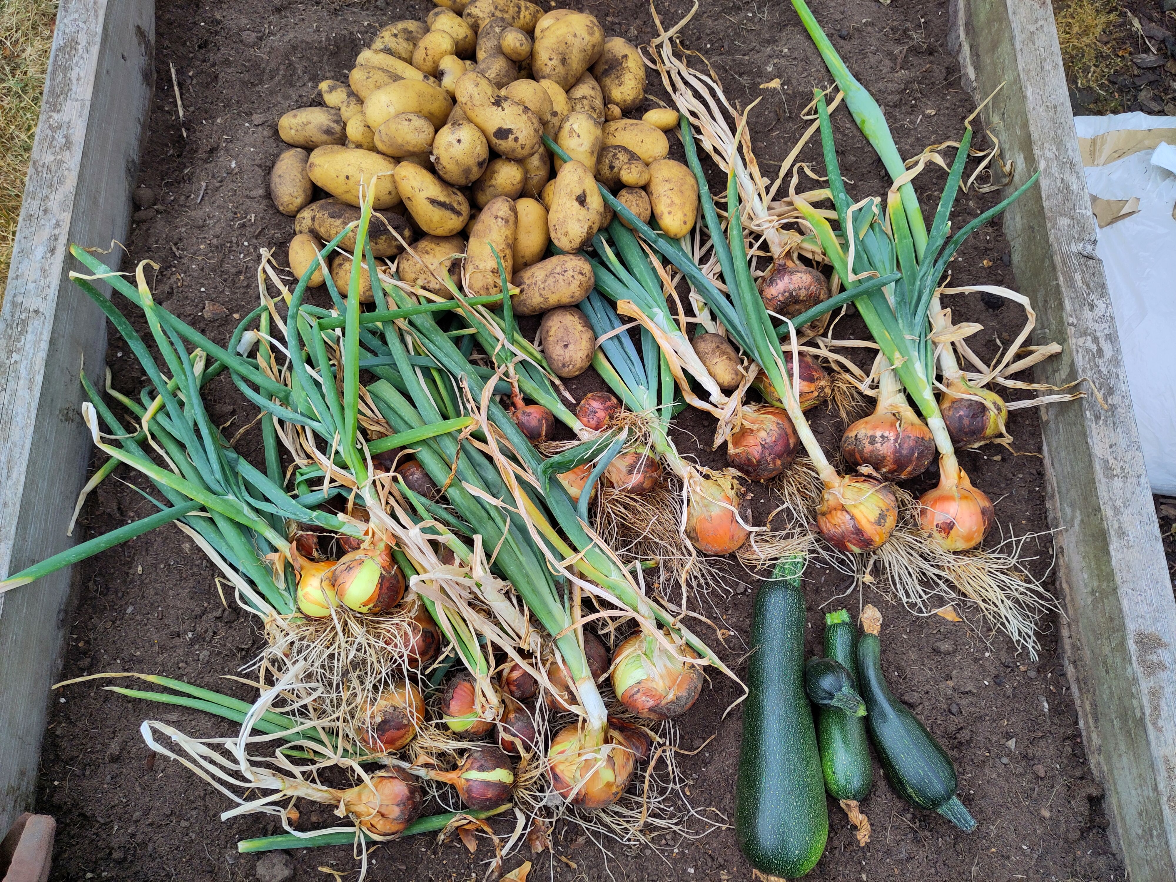 VegBedsLandscape