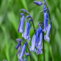 Bloxworth Bluebell Walk - Sunday 4th May, 2-5pm
