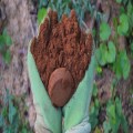 Coffee Grounds