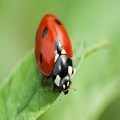 St John's counts on nature - Sunday 8th June