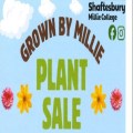 Grown By Millie - Plant Sale